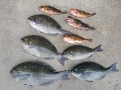 湯浅の磯でフカセ釣り　〜グレ〜