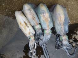 アオリイカ絶★好★調　湯浅・広川