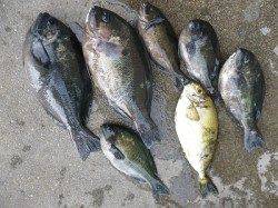 湯川の磯　紀州釣りでアイゴ大漁★