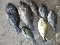 湯川の磯　紀州釣りでアイゴ大漁★