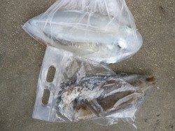 湯浅の磯でヤエン好釣〜♪　アオリ×3