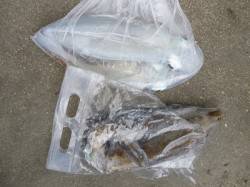 湯浅の磯でヤエン好釣〜♪　アオリ×3