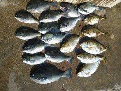 湯浅の磯、グレとアイゴが大漁でした！