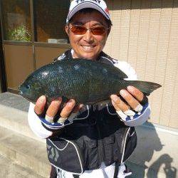 湯浅の磯、グレとアイゴが大漁でした！