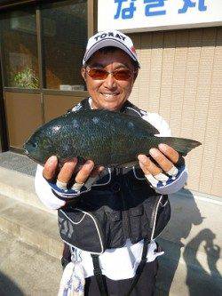 湯浅の磯、グレとアイゴが大漁でした！