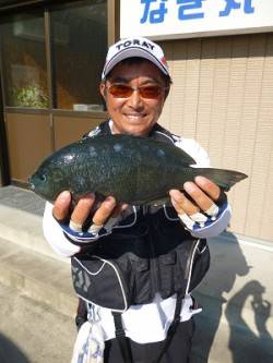 湯浅の磯、グレとアイゴが大漁でした！