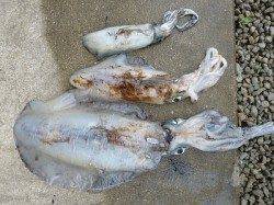 湯浅エリア、ヤエンとエギングでアオリの釣果あります！