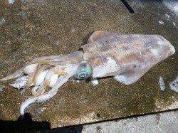 湯浅の磯：ヤエンで1.5kgのアオリＧＥＴ！