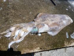 湯浅の磯：ヤエンで1.5kgのアオリＧＥＴ…