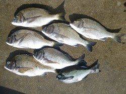 紀州釣りでチヌ・グレ釣れいます！