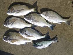 紀州釣りでチヌ・グレ釣れいます！