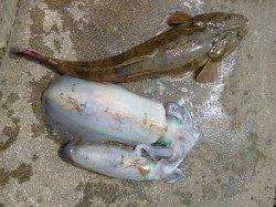 湯浅の磯、ヤエンでアオリ・ウキ釣りで62cmのマゴチＧＥＴ！