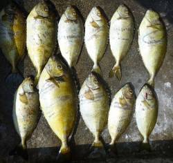 湯浅の磯、フカセ釣りでアイゴが快釣！