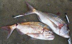 湯浅の磯　ミノーで大型マダイをキャッチ！