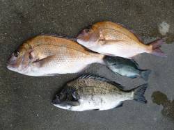 紀州釣りでマダイ・チヌ　湯浅の磯