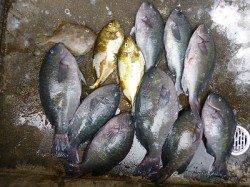 湯浅の磯　ヌカ切りでグレ・アイゴ