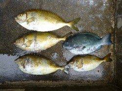 湯浅の磯　ヌカ切りでグレ・アイゴ