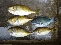 フカセで良型アイゴとグレ in 湯浅の磯