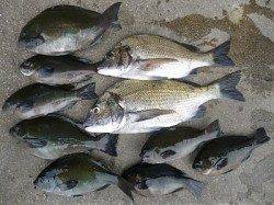 紀州釣りでグレとチヌの釣果