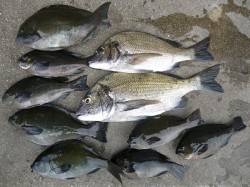 紀州釣りでグレとチヌの釣果