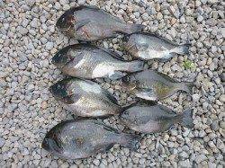 湯浅の磯　紀州釣りでチヌ・グレの釣果