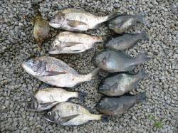 湯浅の磯　紀州釣りでチヌ・グレの釣果