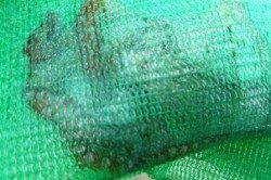 食コン★今日も小アジにタコ