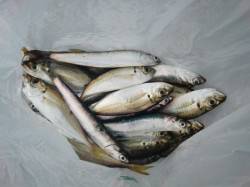  【いいぞサビキ】南芦屋浜リアルタイム