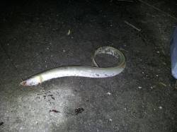 和歌川河口　ブッコミ釣りでウナギ1匹　そろ…