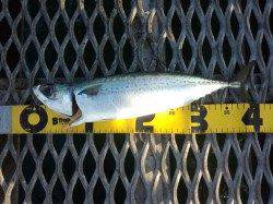 とっとパーク小島　飛ばしサビキでサバ35〜40cm