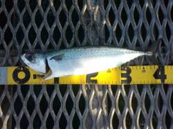 とっとパーク小島　飛ばしサビキでサバ35〜…