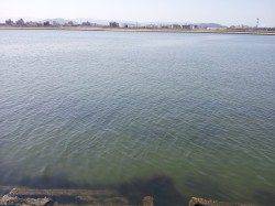 紀ノ川河口　ブッコミ釣りでのウナギ釣り