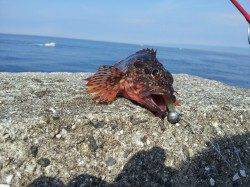 ズボ釣りでガシラ、キープサイズは７匹でした