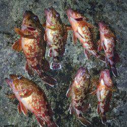 ズボ釣りでガシラ、キープサイズは７匹でした