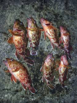 ズボ釣りでガシラ、キープサイズは７匹でした…