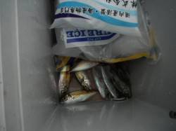 サビキは倉庫前♪タコは砂上げ場♪泉大津RT…