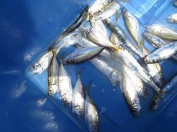 現在田ノ浦は荒れていますが小アジが！６日R…