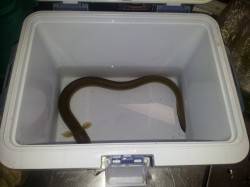 紀ノ川河口、ブッコミ釣りでウナギ♪