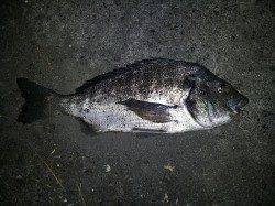 和歌川河口　夕方のチニングでチヌゲット！