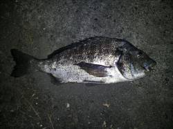 和歌川河口　夕方のチニングでチヌゲット！