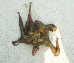 鰯浜　サビキで豆アジ・ちょい投げでキスに外…