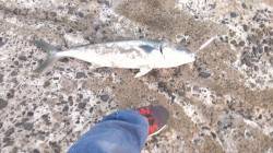 須磨でライトショアジギング、70cmのヒラ…