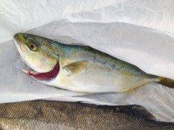 芦屋のエビ撒きでツバス！ハネ！