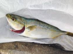 芦屋のエビ撒きでツバス！ハネ！