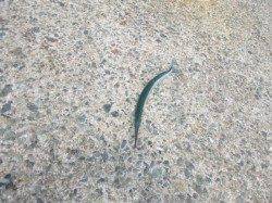 【サヨリがアツい】アジュール舞子ＲＴ