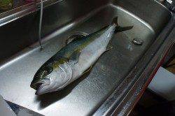 須磨でライトショアジギング、70cmのヒラマサ！