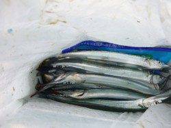 【サヨリがアツい】アジュール舞子ＲＴ