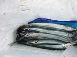 【サヨリがアツい】アジュール舞子ＲＴ