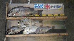 天神崎　コロダイ３匹！〜５５ｃｍ