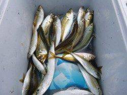 兵突ＲＴ、サビキ天国